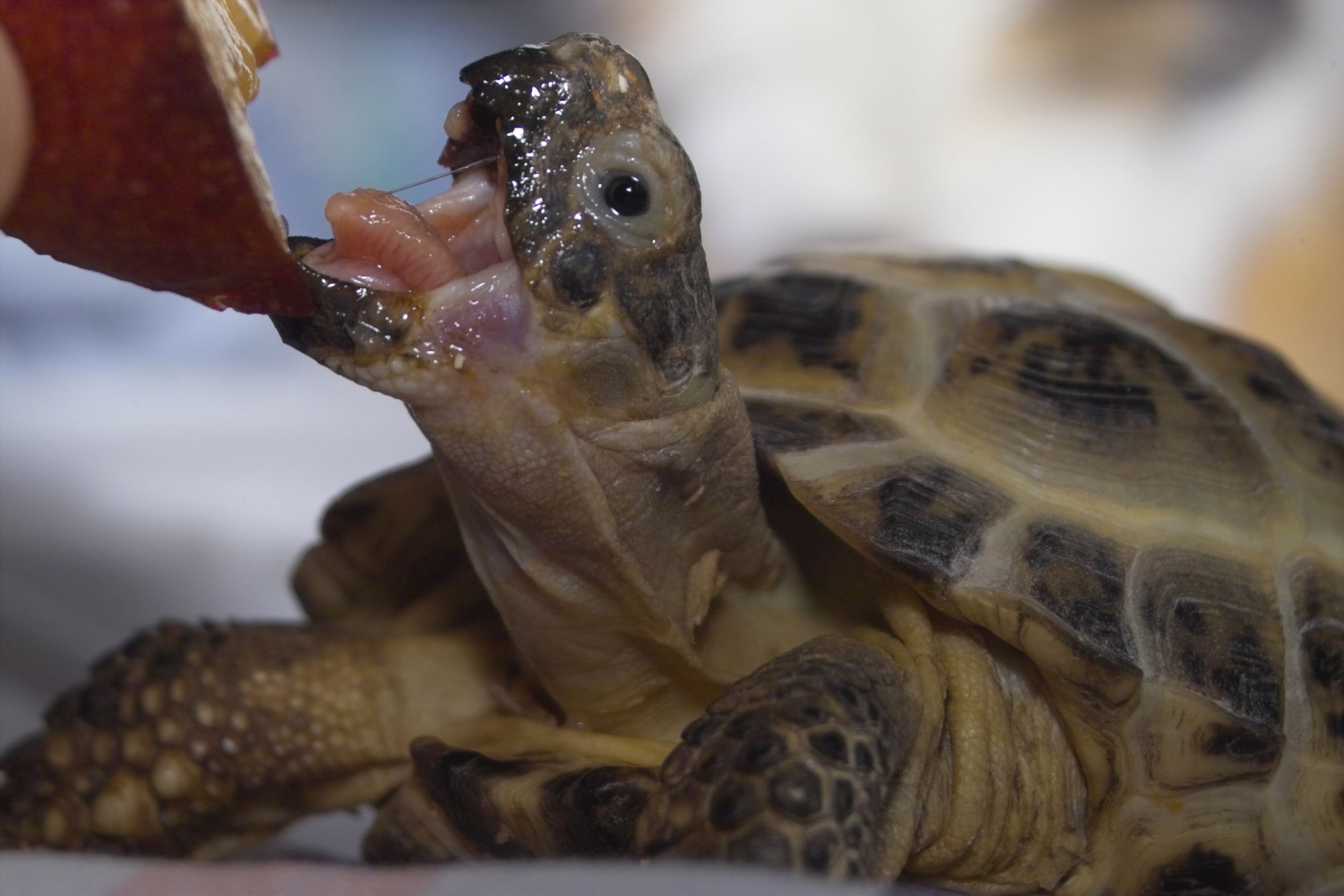 Среднеазиатская сухопутная черепаха ест